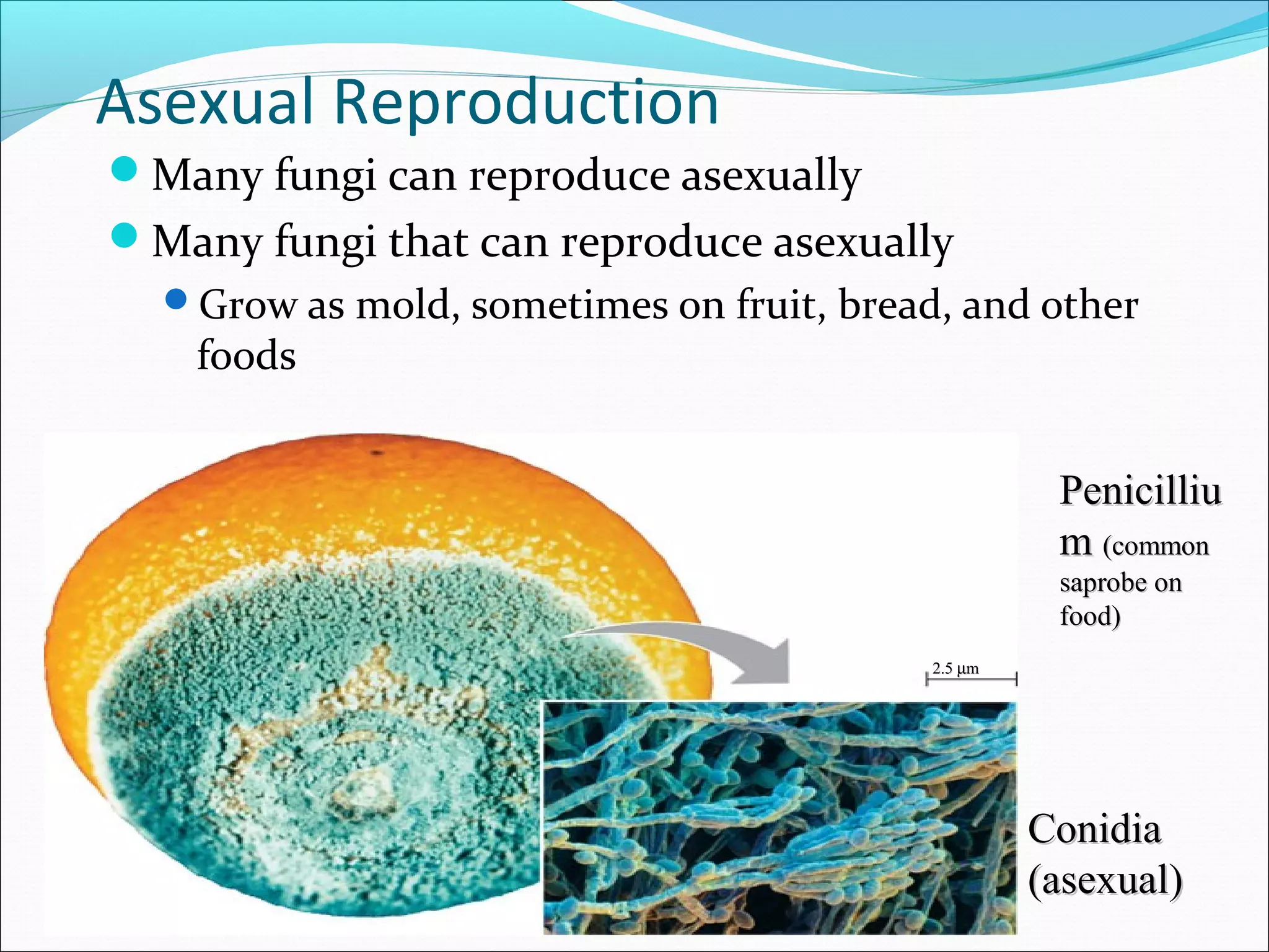 Asexual Reproduction
Many fungi can reproduce asexually
Many fungi that can reproduce asexually
Grow as mold, sometimes on fruit, bread, and other
foods
2.52.5 µµmm
ConidiaConidia
(asexual)(asexual)
PenicilliuPenicilliu
mm (common(common
saprobe onsaprobe on
food)food)
 