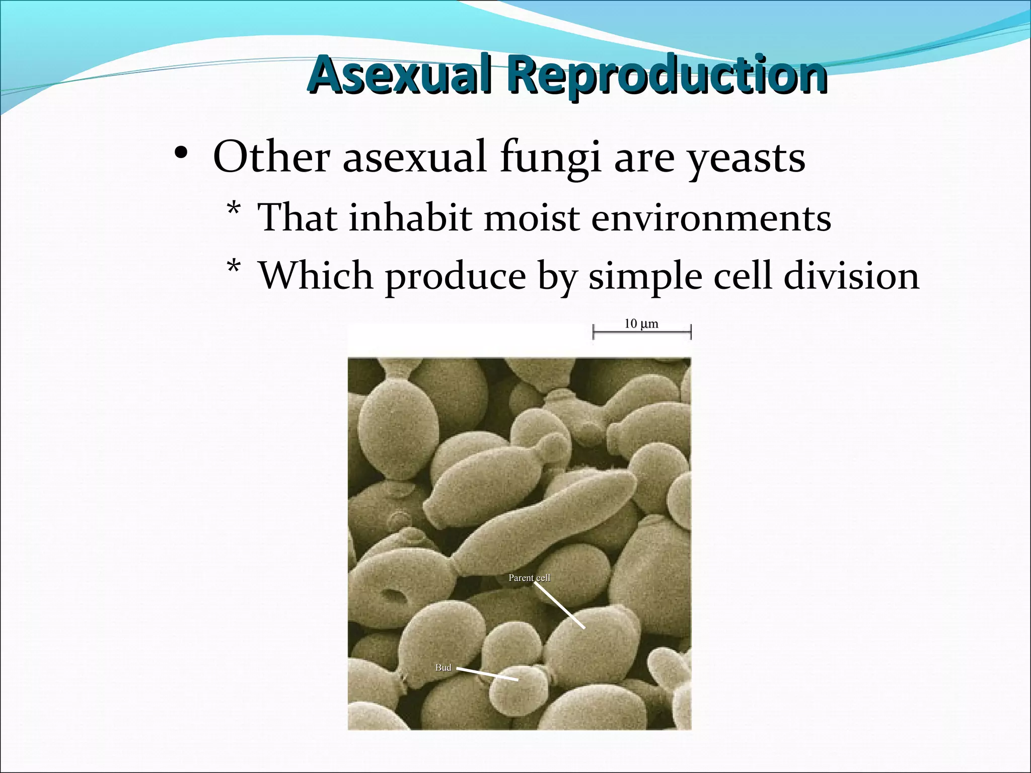 • Other asexual fungi are yeasts
* That inhabit moist environments
* Which produce by simple cell division
1010 µµmm
Parent cellParent cell
BudBud
Asexual ReproductionAsexual Reproduction
 