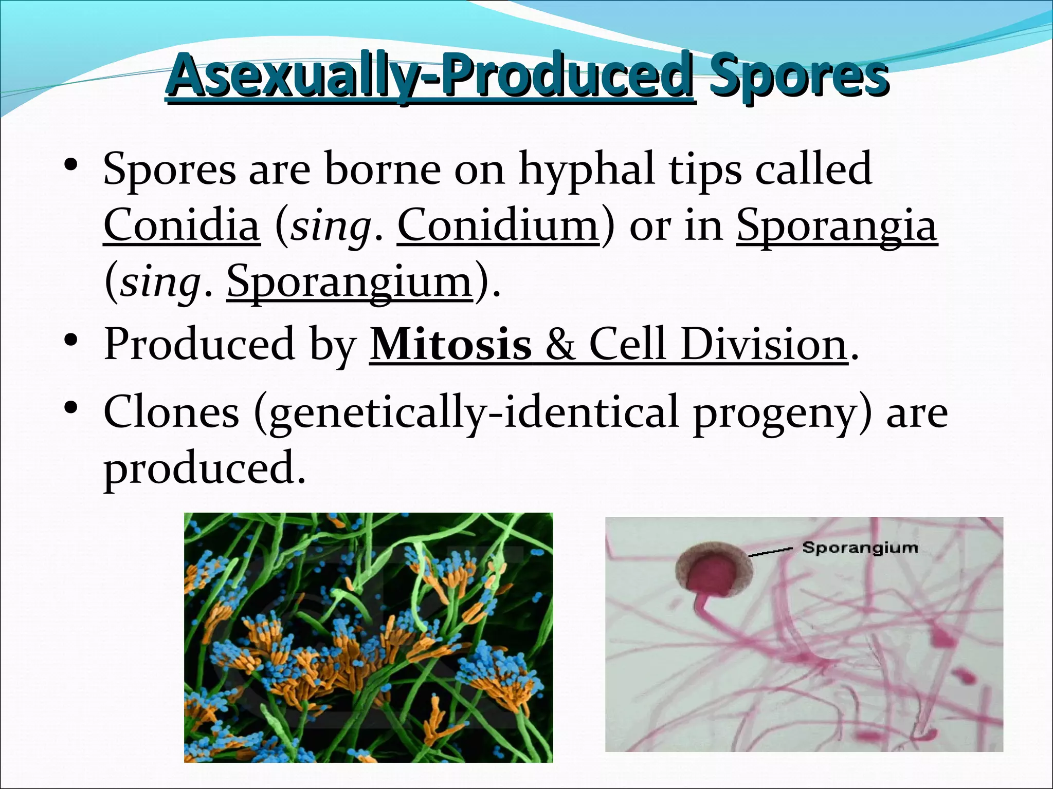 • Spores are borne on hyphal tips called
Conidia (sing. Conidium) or in Sporangia
(sing. Sporangium).
Asexually-ProducedAsexually-Produced SporesSpores
• Produced by Mitosis & Cell Division.
• Clones (genetically-identical progeny) are
produced.
 