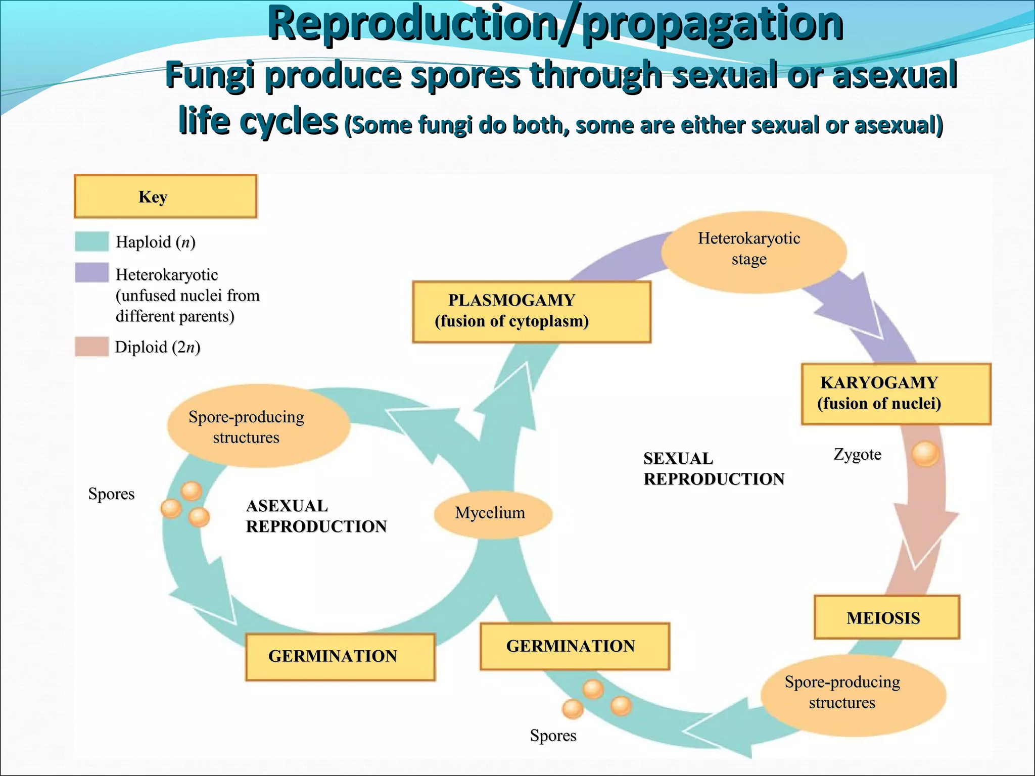 KeyKey
Haploid (Haploid (nn))
HeterokaryoticHeterokaryotic
(unfused nuclei from(unfused nuclei from
different parents)different parents)
Diploid (2Diploid (2nn))
PLASMOGAMYPLASMOGAMY
(fusion of cytoplasm)(fusion of cytoplasm)
HeterokaryoticHeterokaryotic
stagestage
KARYOGAMYKARYOGAMY
(fusion of nuclei)(fusion of nuclei)
SEXUALSEXUAL
REPRODUCTIONREPRODUCTION
Spore-producingSpore-producing
structuresstructures
SporesSpores
ASEXUALASEXUAL
REPRODUCTIONREPRODUCTION
ZygoteZygote
MyceliumMycelium
GERMINATIONGERMINATION
GERMINATIONGERMINATION
MEIOSISMEIOSIS
Spore-producingSpore-producing
structuresstructures
SporesSpores
Reproduction/propagationReproduction/propagation
Fungi produce spores through sexual or asexualFungi produce spores through sexual or asexual
life cycleslife cycles (Some fungi do both, some are either sexual or asexual)(Some fungi do both, some are either sexual or asexual)
 