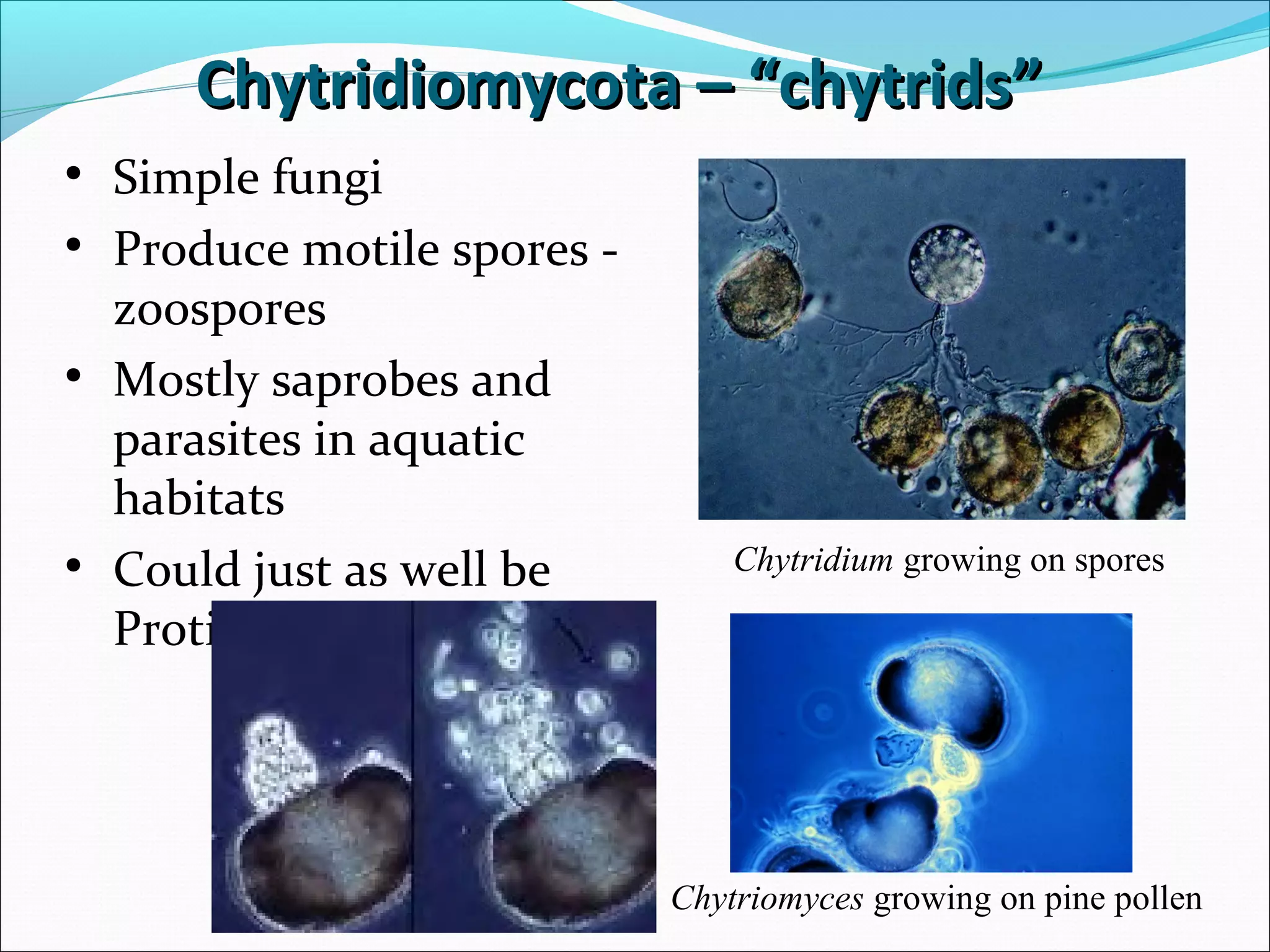 Chytridiomycota – “chytrids”Chytridiomycota – “chytrids”
• Simple fungi
• Produce motile spores -
zoospores
• Mostly saprobes and
parasites in aquatic
habitats
• Could just as well be
Protists
Chytridium growing on spores
Chytriomyces growing on pine pollen
 