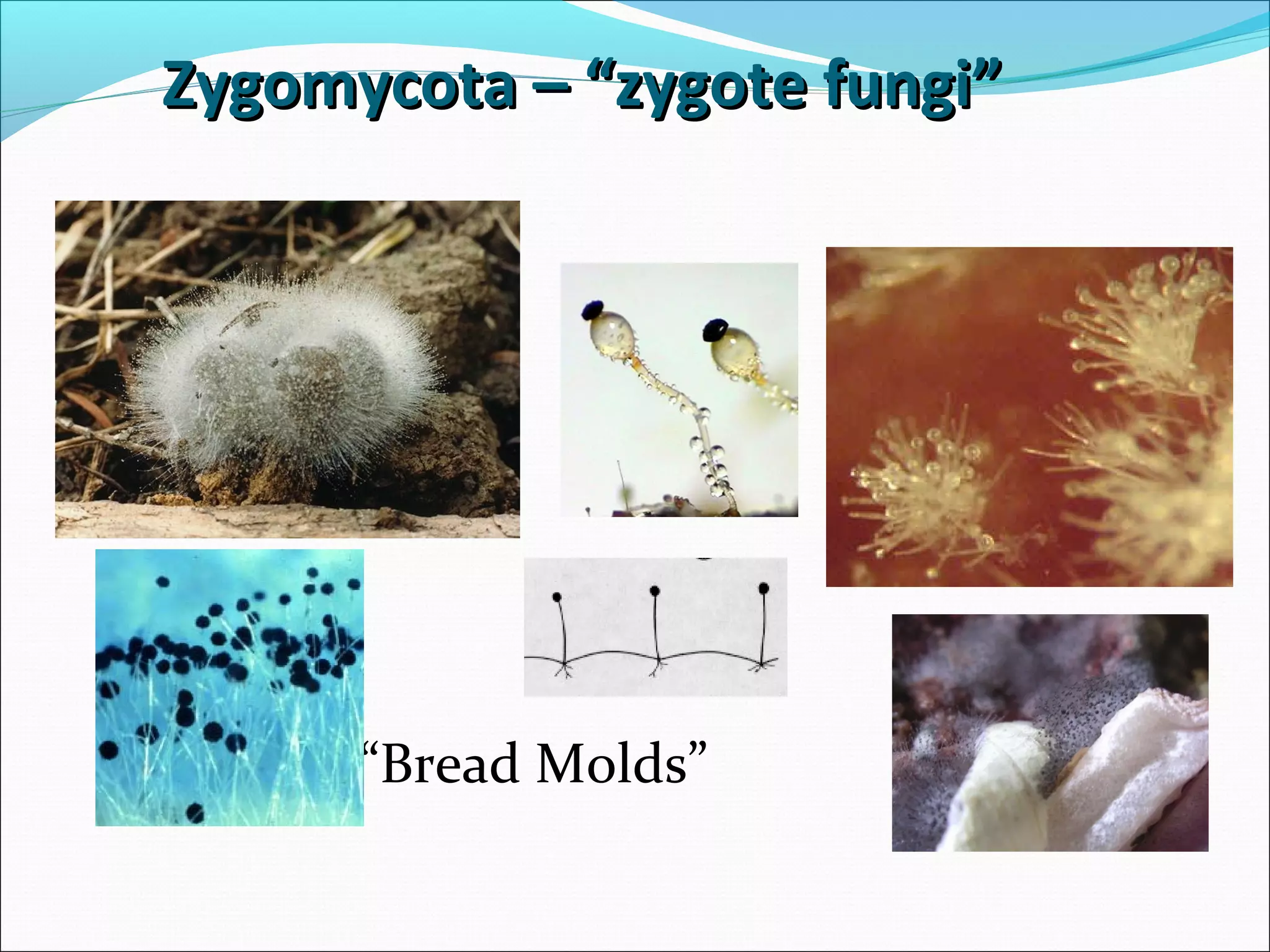• The “Bread Molds”
Zygomycota – “zygote fungi”Zygomycota – “zygote fungi”
 