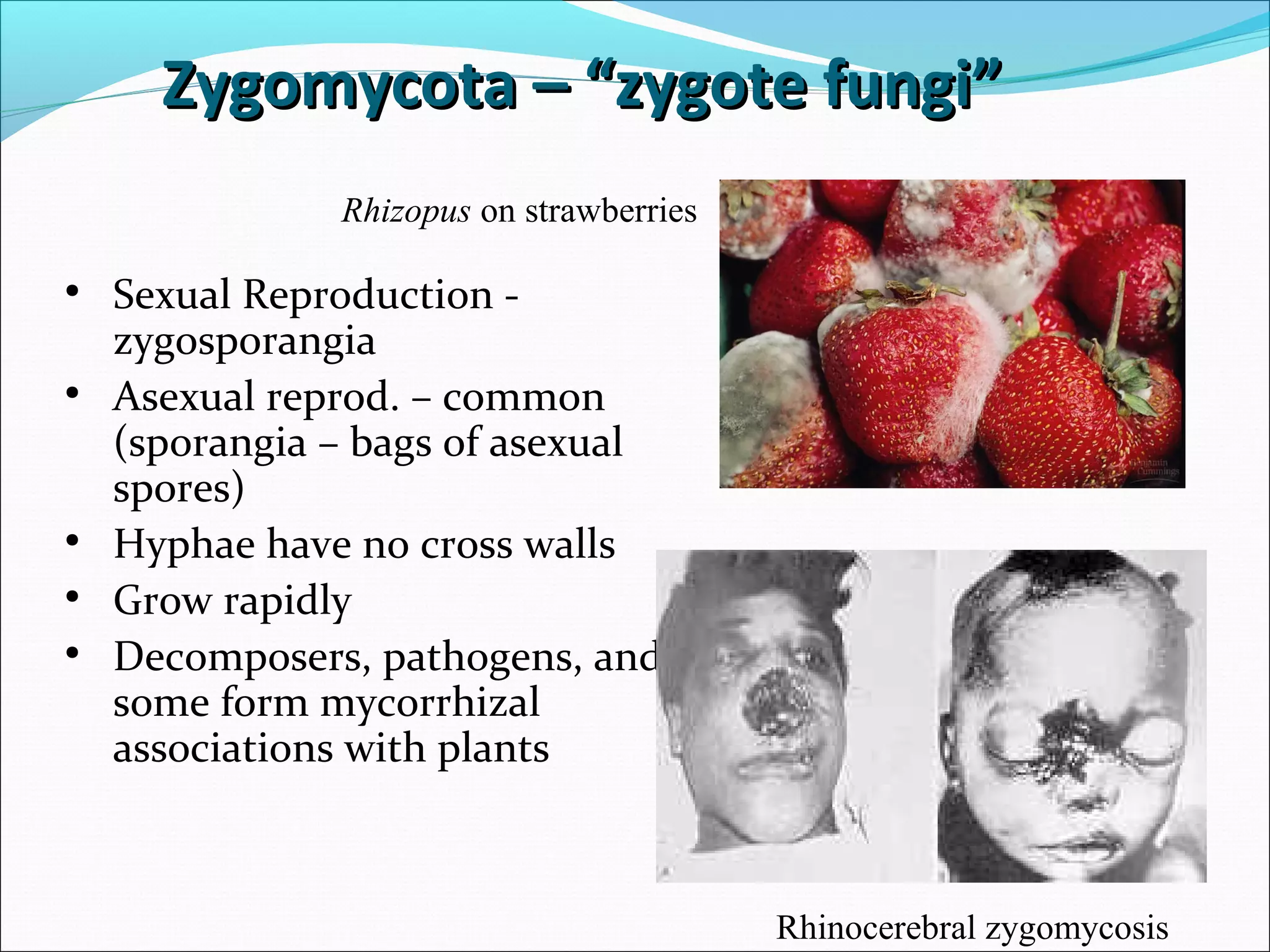 Zygomycota – “zygote fungi”Zygomycota – “zygote fungi”
• Sexual Reproduction -
zygosporangia
• Asexual reprod. – common
(sporangia – bags of asexual
spores)
• Hyphae have no cross walls
• Grow rapidly
• Decomposers, pathogens, and
some form mycorrhizal
associations with plants
Rhizopus on strawberries
Rhinocerebral zygomycosis
 