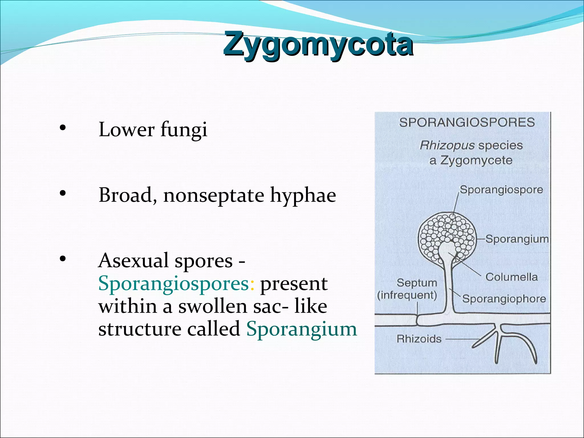 • Lower fungi
• Broad, nonseptate hyphae
• Asexual spores -
Sporangiospores: present
within a swollen sac- like
structure called Sporangium
ZygomycotaZygomycota
 
