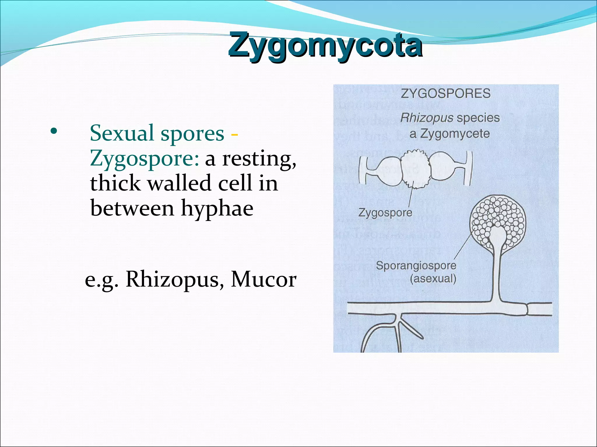 • Sexual spores -
Zygospore: a resting,
thick walled cell in
between hyphae
e.g. Rhizopus, Mucor
ZygomycotaZygomycota
 