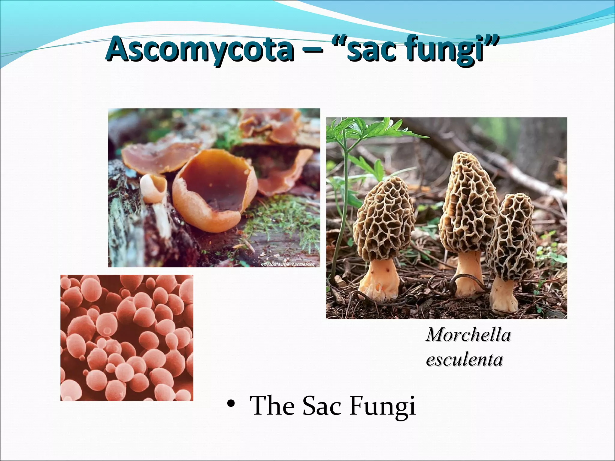 • The Sac Fungi
MorchellaMorchella
esculentaesculenta
Ascomycota – “sac fungi”Ascomycota – “sac fungi”
 