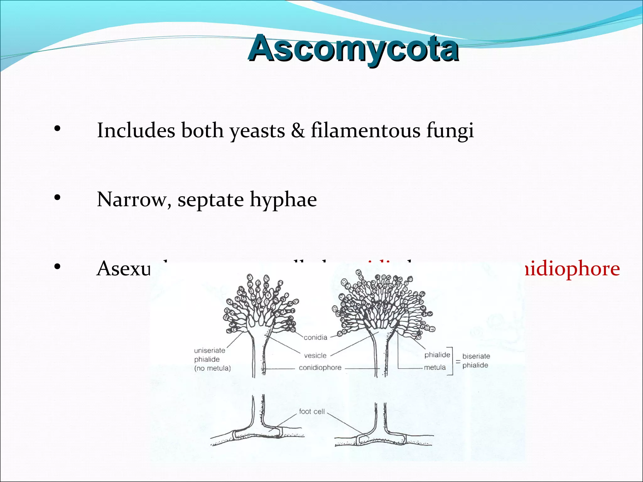 AscomycotaAscomycota
• Includes both yeasts & filamentous fungi
• Narrow, septate hyphae
• Asexual spores are called conidia borne on conidiophore
 