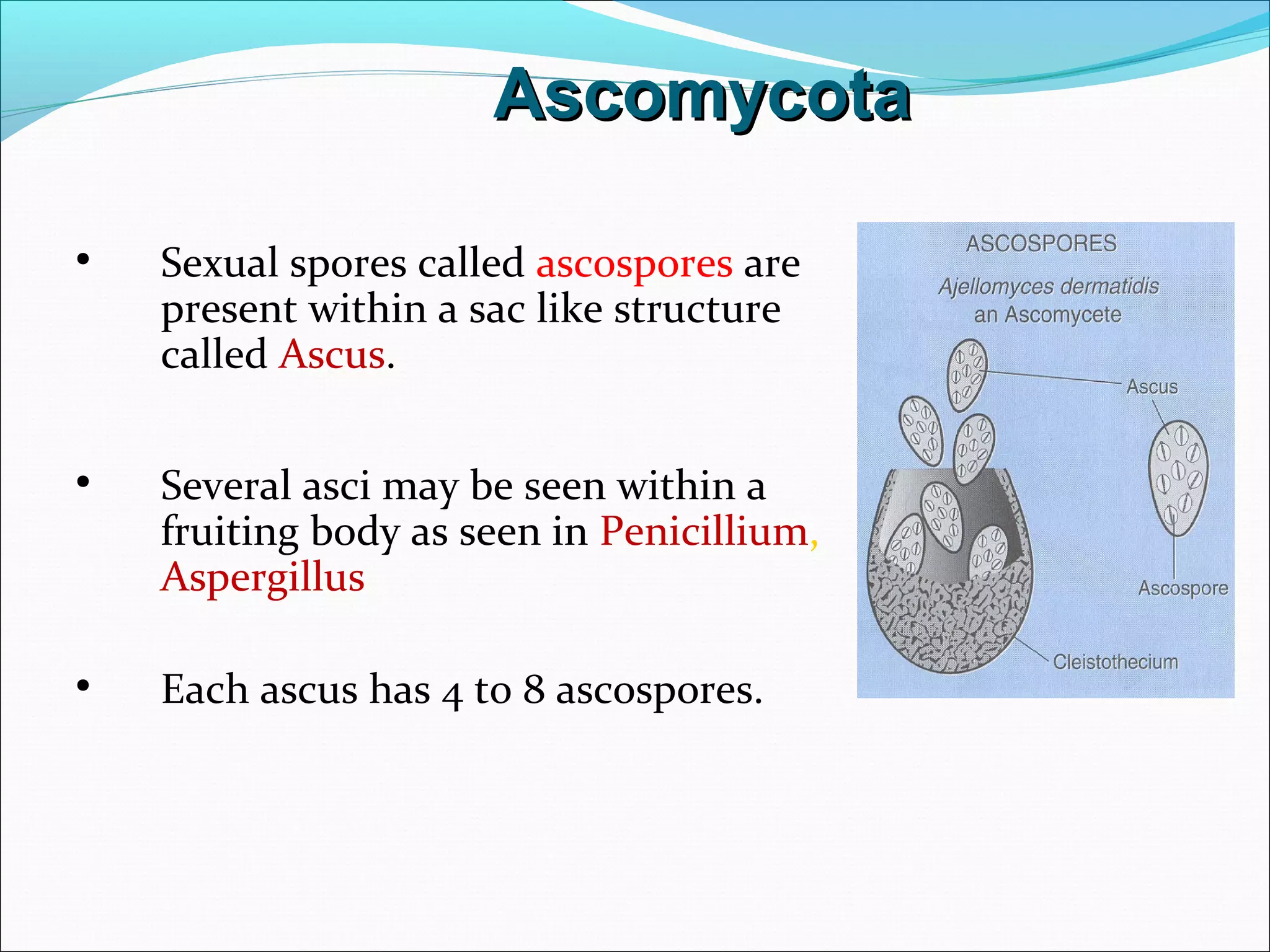 • Sexual spores called ascospores are
present within a sac like structure
called Ascus.
• Several asci may be seen within a
fruiting body as seen in Penicillium,
Aspergillus
• Each ascus has 4 to 8 ascospores.
AscomycotaAscomycota
 