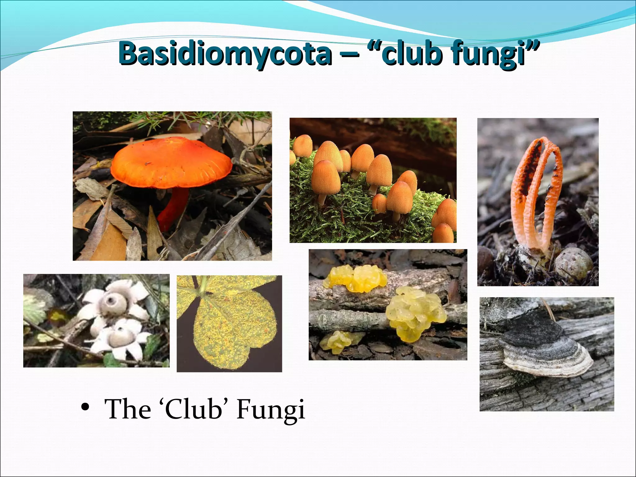 • The ‘Club’ Fungi
Basidiomycota – “club fungi”Basidiomycota – “club fungi”
 