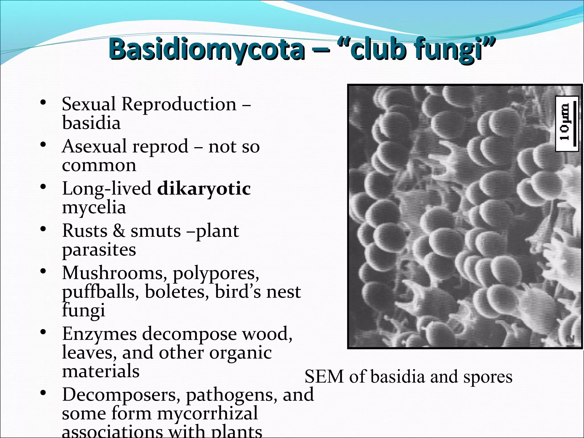 Basidiomycota – “club fungi”Basidiomycota – “club fungi”
• Sexual Reproduction –
basidia
• Asexual reprod – not so
common
• Long-lived dikaryotic
mycelia
• Rusts & smuts –plant
parasites
• Mushrooms, polypores,
puffballs, boletes, bird’s nest
fungi
• Enzymes decompose wood,
leaves, and other organic
materials
• Decomposers, pathogens, and
some form mycorrhizal
SEM of basidia and spores
 