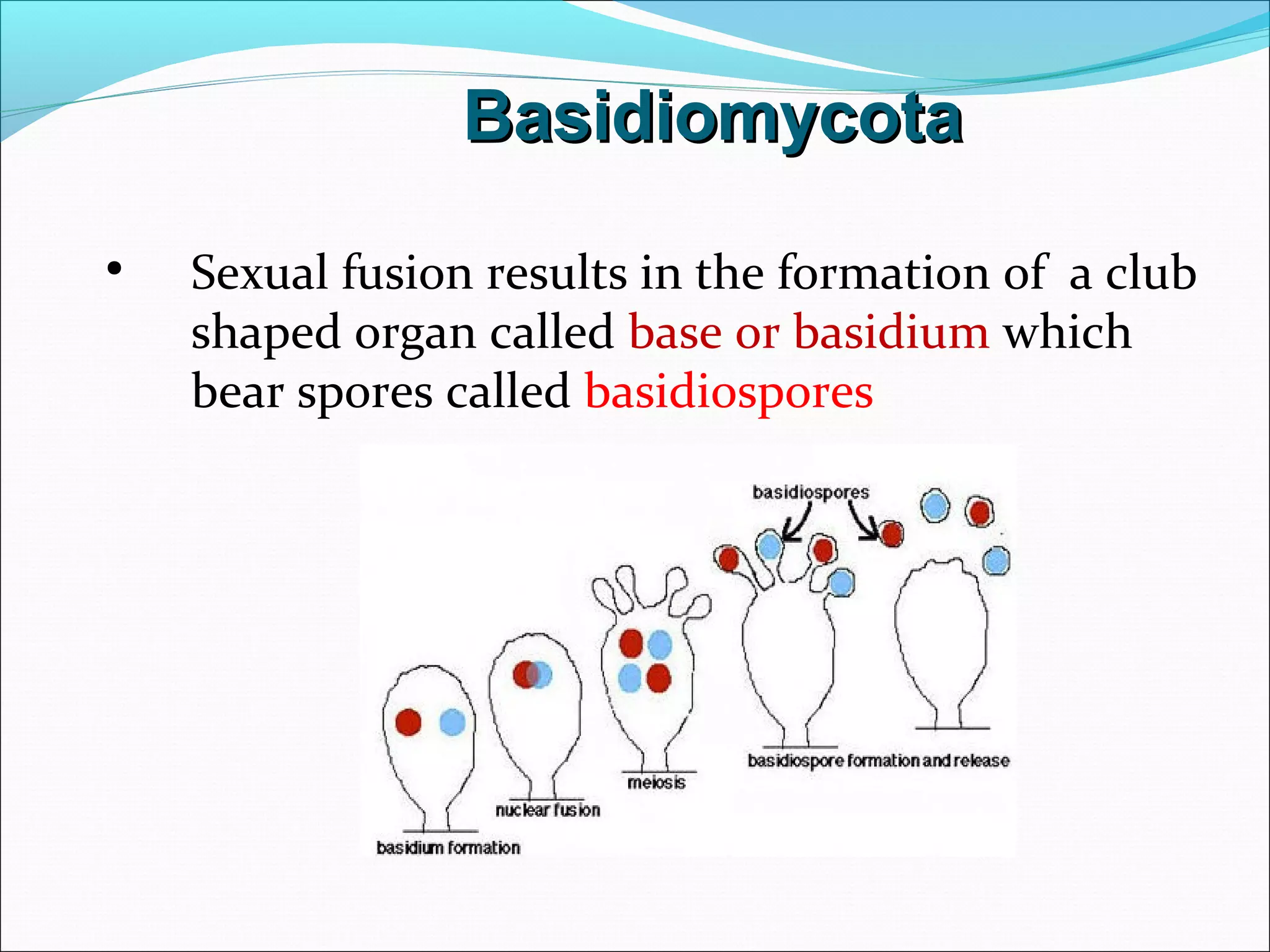BasidiomycotaBasidiomycota
• Sexual fusion results in the formation of a club
shaped organ called base or basidium which
bear spores called basidiospores
 