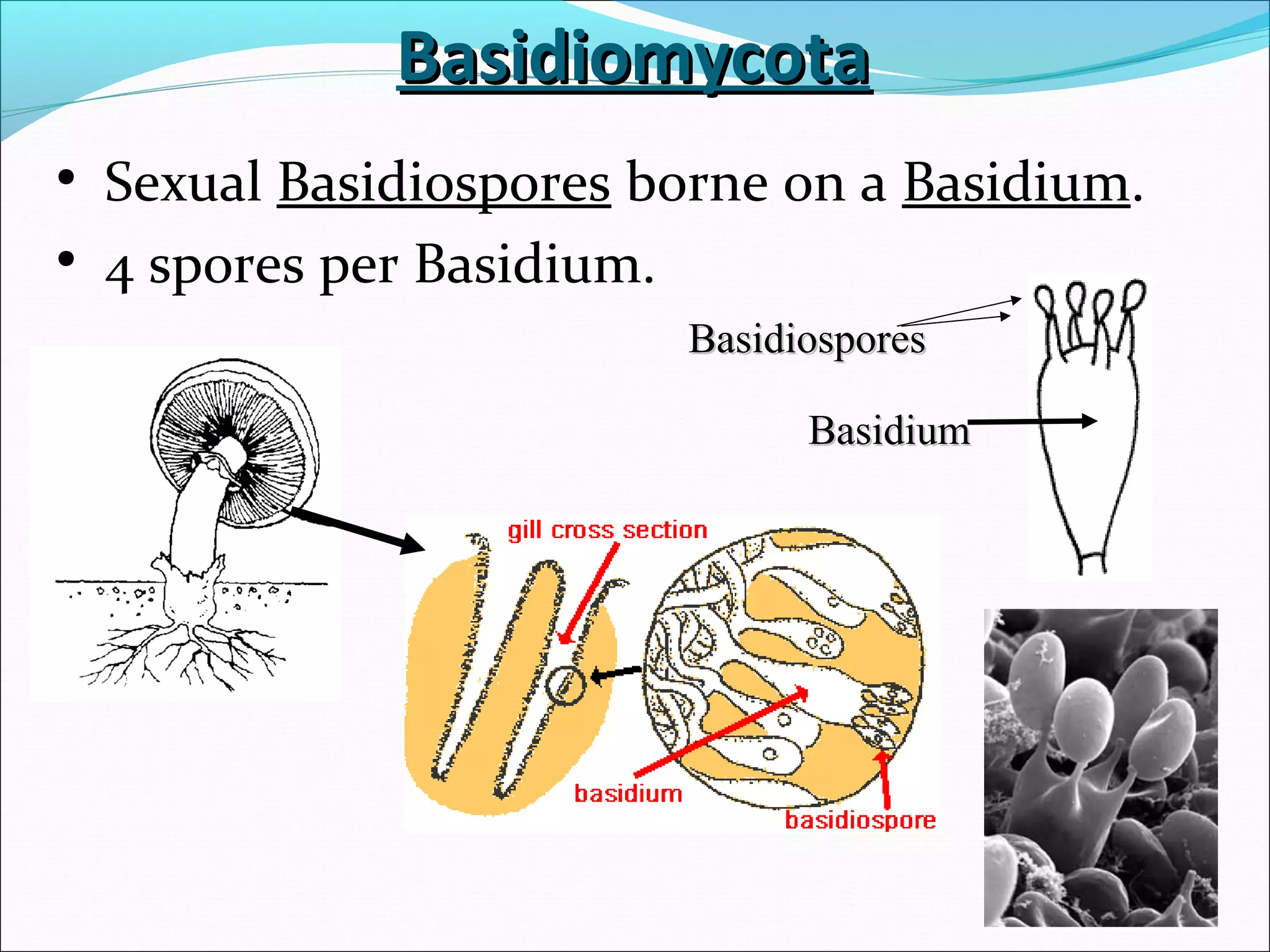 BasidiomycotaBasidiomycota
• Sexual Basidiospores borne on a Basidium.
• 4 spores per Basidium.
BasidiumBasidium
BasidiosporesBasidiospores
 