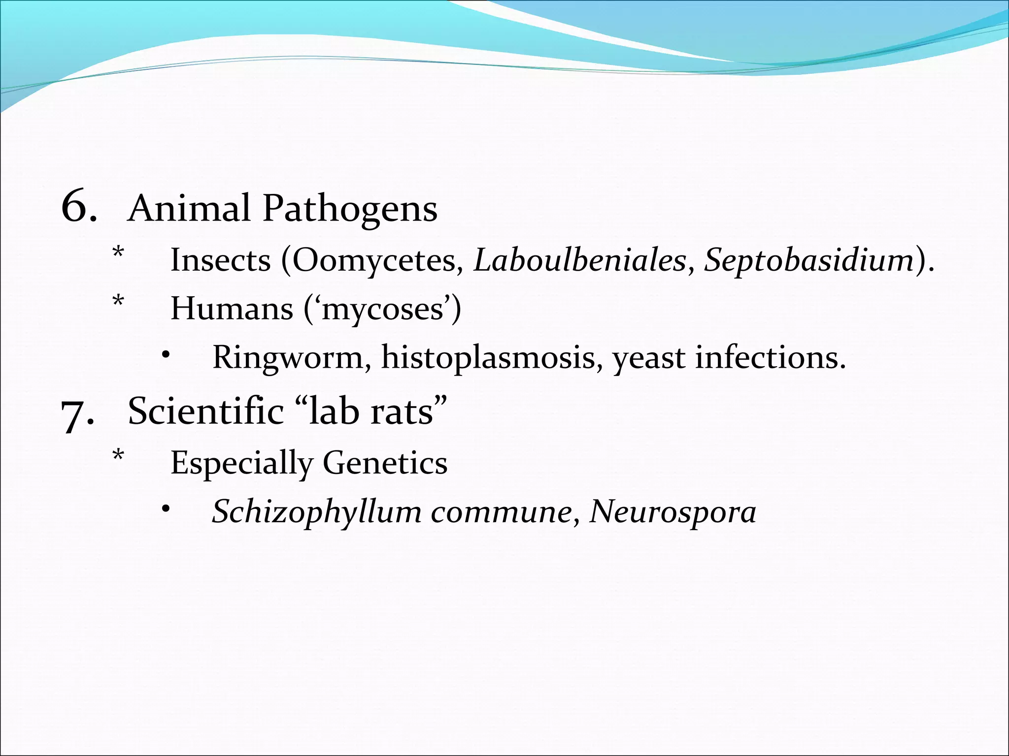 6. Animal Pathogens
* Insects (Oomycetes, Laboulbeniales, Septobasidium).
* Humans (‘mycoses’)
• Ringworm, histoplasmosis, yeast infections.
7. Scientific “lab rats”
* Especially Genetics
• Schizophyllum commune, Neurospora
 
