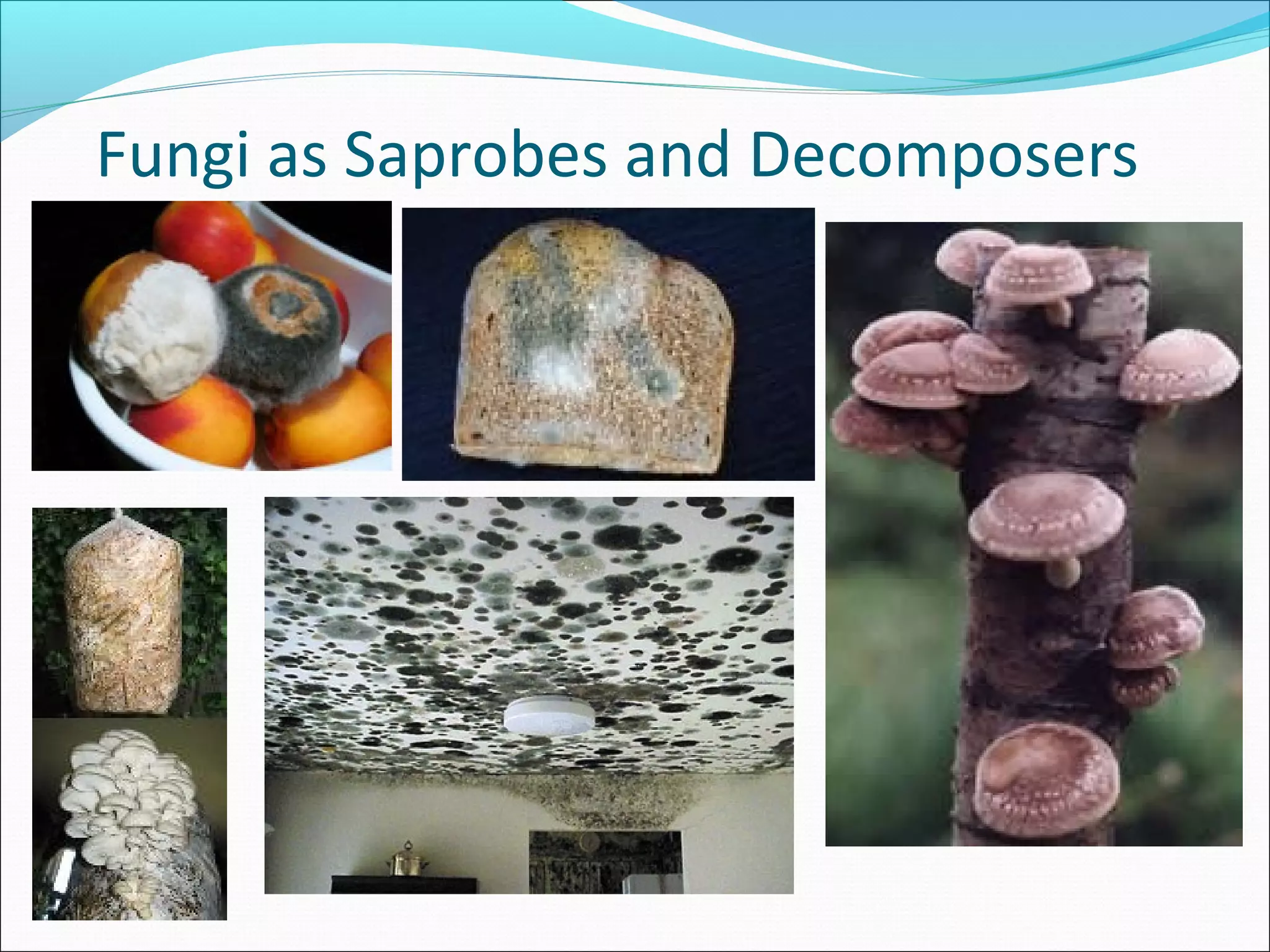 Fungi as Saprobes and Decomposers
 