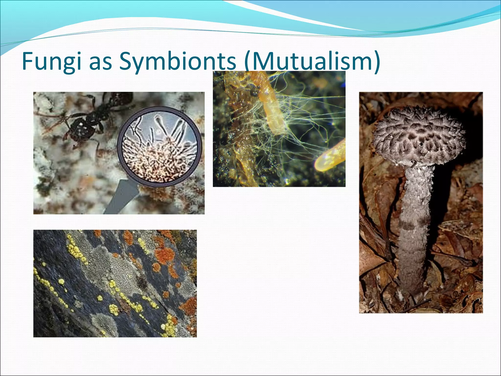 Fungi as Symbionts (Mutualism)
 