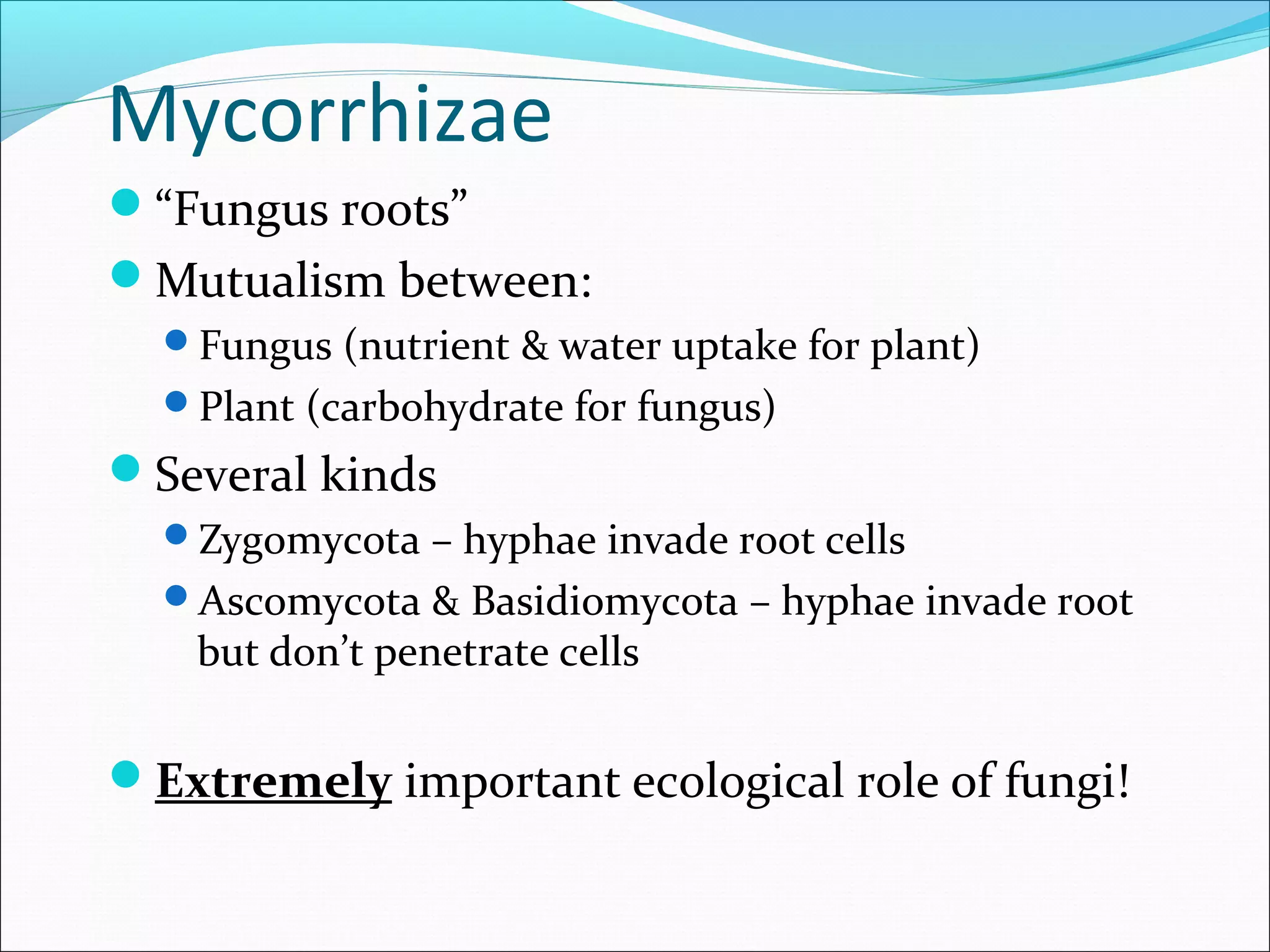 Mycorrhizae
“Fungus roots”
Mutualism between:
Fungus (nutrient & water uptake for plant)
Plant (carbohydrate for fungus)
Several kinds
Zygomycota – hyphae invade root cells
Ascomycota & Basidiomycota – hyphae invade root
but don’t penetrate cells
Extremely important ecological role of fungi!
 