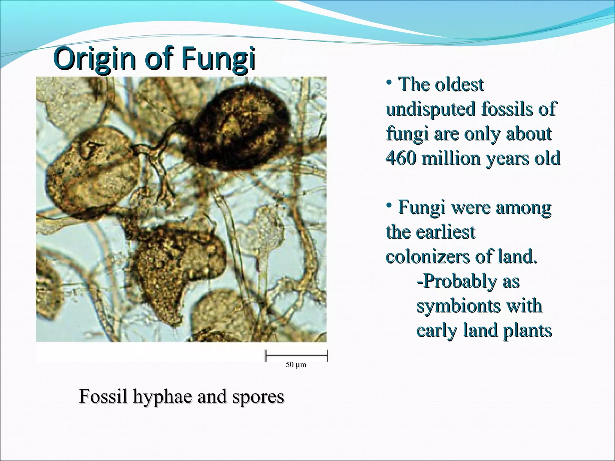 5050 µµmm
Fossil hyphae and sporesFossil hyphae and spores
• The oldestThe oldest
undisputed fossils ofundisputed fossils of
fungi are only aboutfungi are only about
460 million years old460 million years old
• Fungi were amongFungi were among
the earliestthe earliest
colonizers of land.colonizers of land.
-Probably as-Probably as
symbionts withsymbionts with
early land plantsearly land plants
Origin of FungiOrigin of Fungi
 