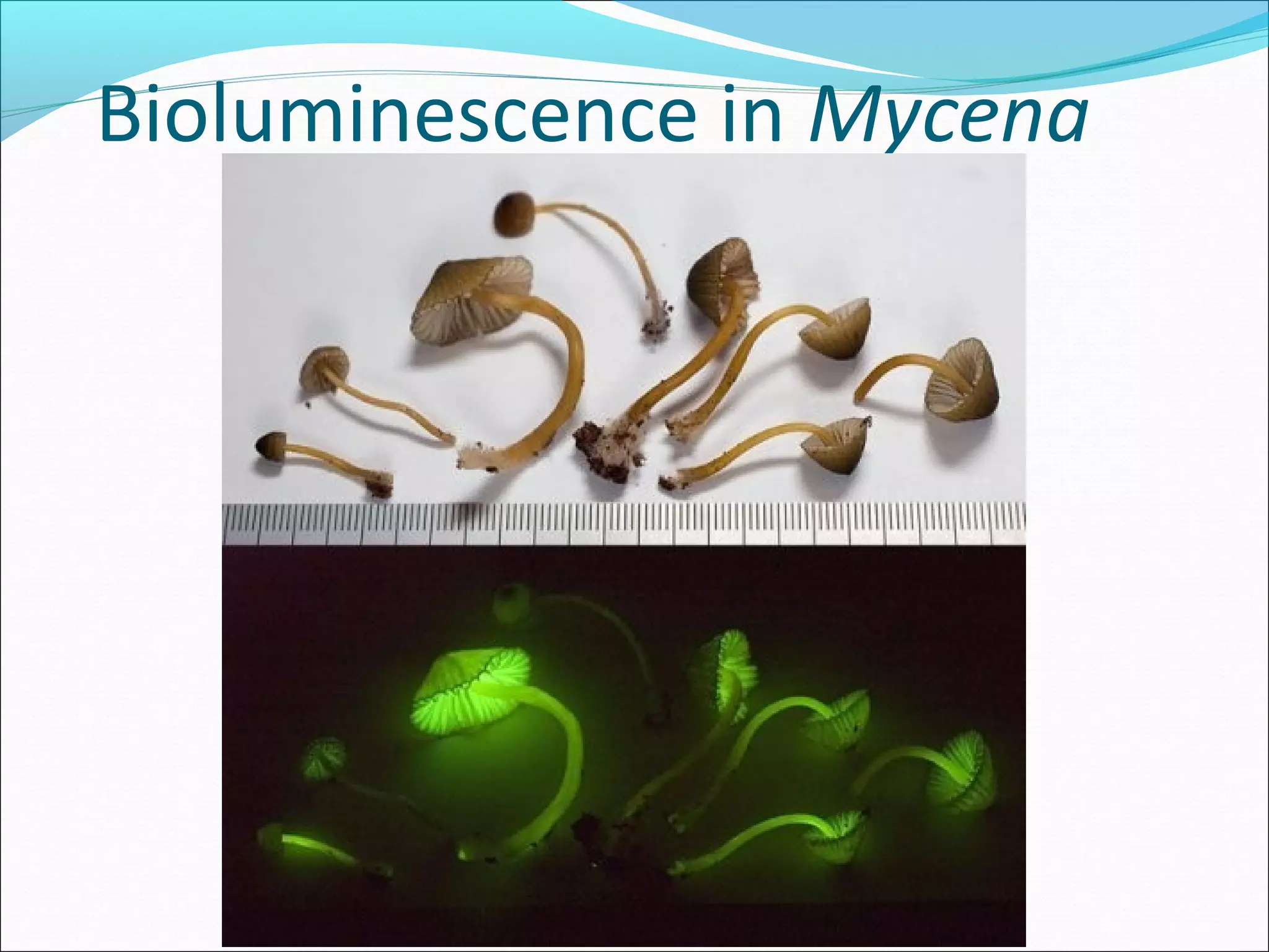 Bioluminescence in Mycena
 