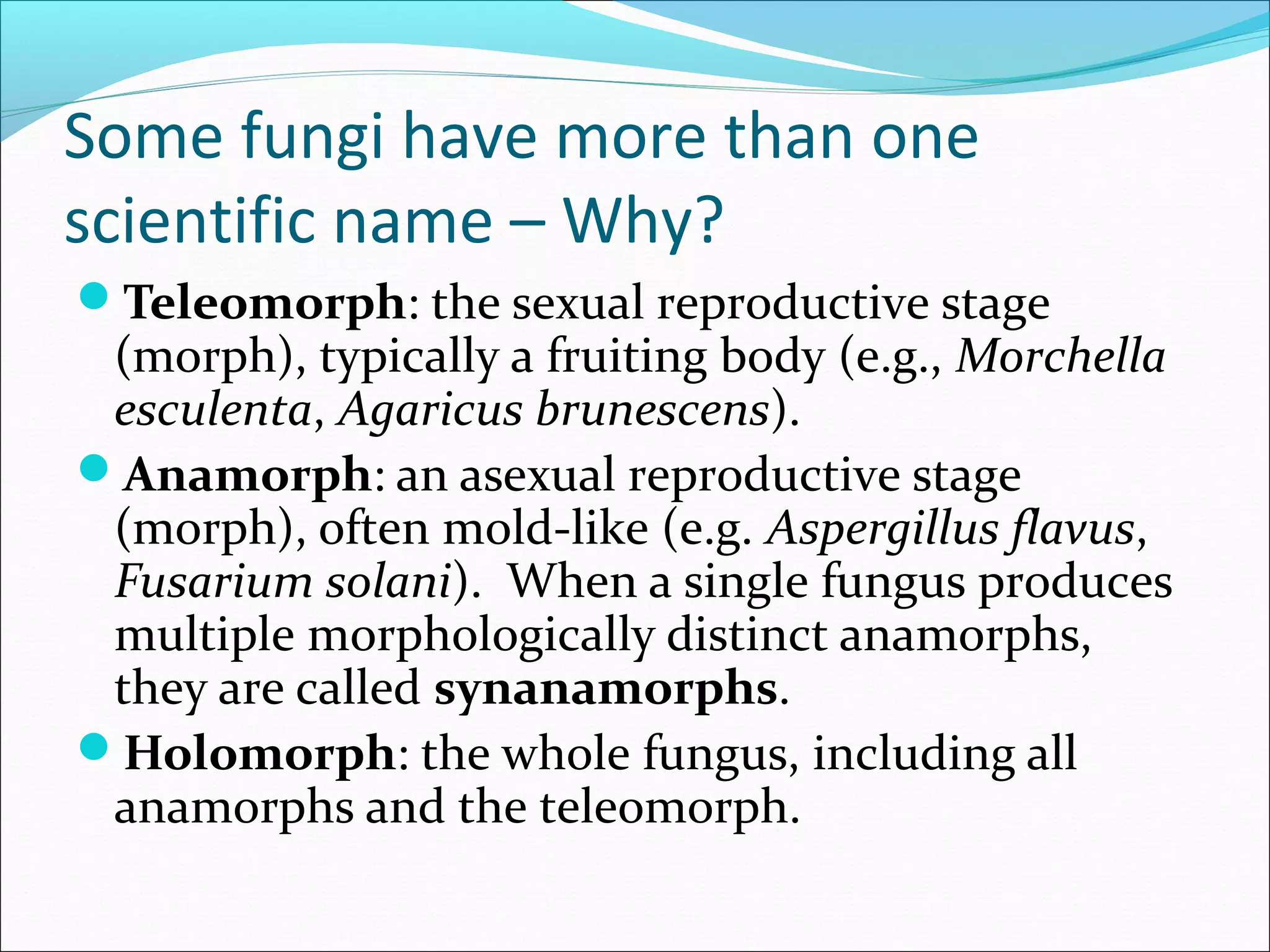 Some fungi have more than one
scientific name – Why?
Teleomorph: the sexual reproductive stage
(morph), typically a fruiting body (e.g., Morchella
esculenta, Agaricus brunescens).
Anamorph: an asexual reproductive stage
(morph), often mold-like (e.g. Aspergillus flavus,
Fusarium solani). When a single fungus produces
multiple morphologically distinct anamorphs,
they are called synanamorphs.
Holomorph: the whole fungus, including all
anamorphs and the teleomorph.
 