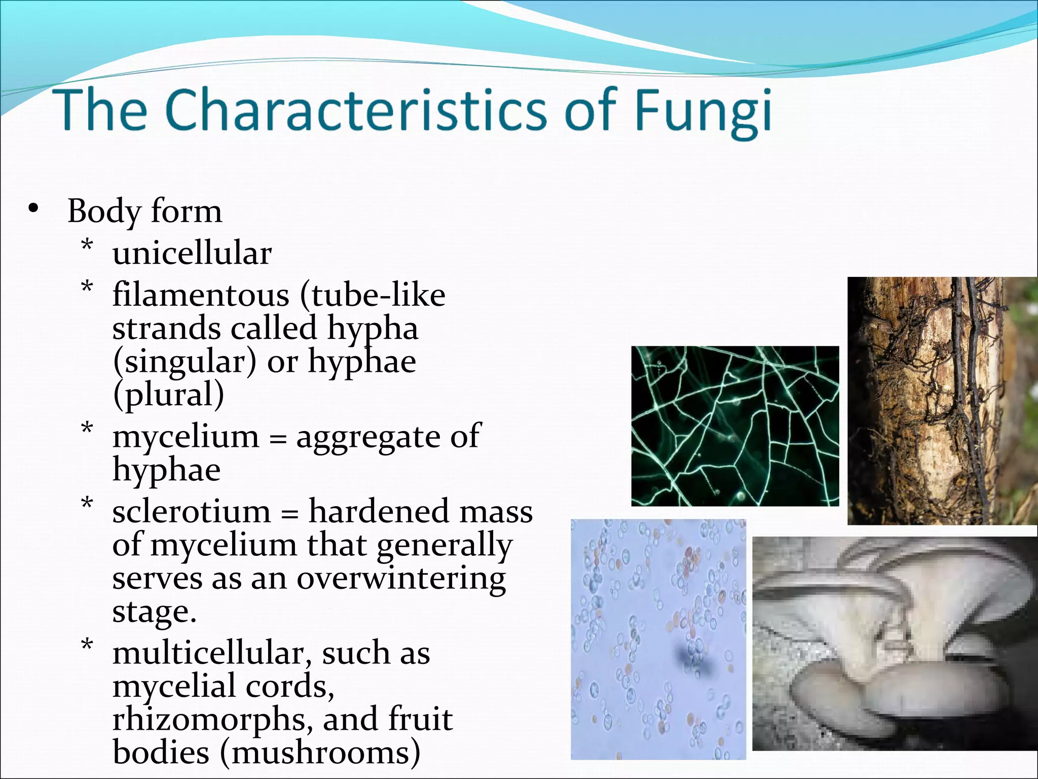 • Body form
* unicellular
* filamentous (tube-like
strands called hypha
(singular) or hyphae
(plural)
* mycelium = aggregate of
hyphae
* sclerotium = hardened mass
of mycelium that generally
serves as an overwintering
stage.
* multicellular, such as
mycelial cords,
rhizomorphs, and fruit
bodies (mushrooms)
 