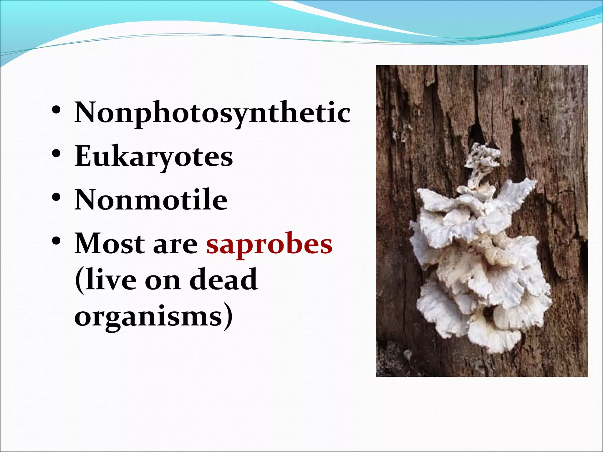 • Nonphotosynthetic
• Eukaryotes
• Nonmotile
• Most are saprobes
(live on dead
organisms)
 