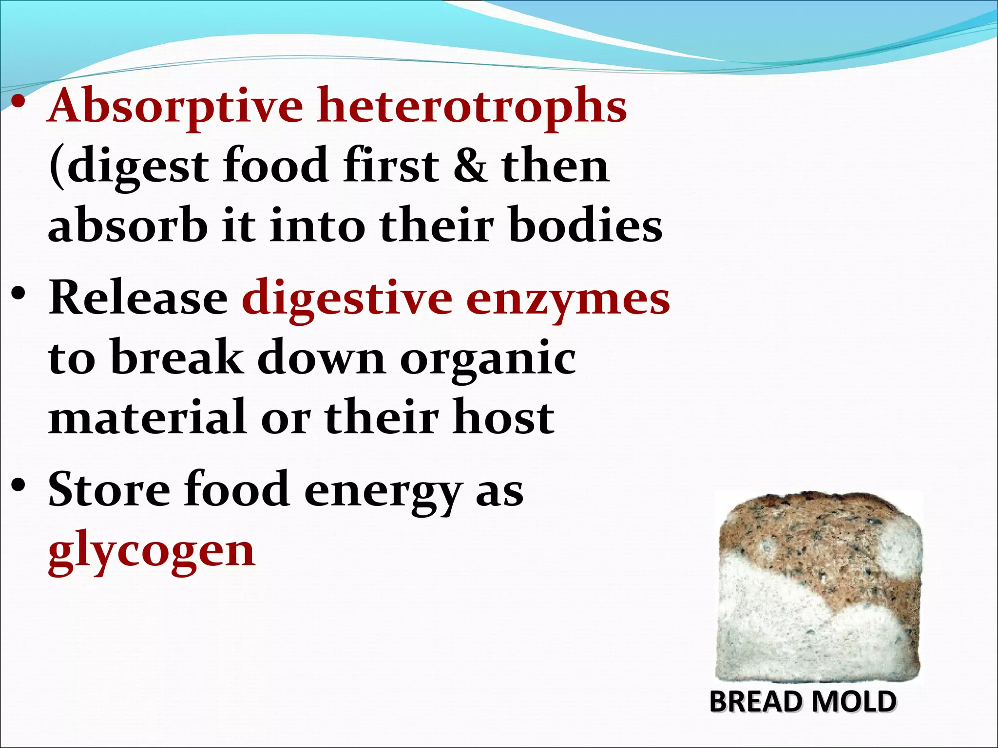 • Absorptive heterotrophs
(digest food first & then
absorb it into their bodies
• Release digestive enzymes
to break down organic
material or their host
• Store food energy as
glycogen
BREAD MOLDBREAD MOLD
 