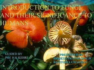 INTRODUCTION TO FUNGI
AND THEIR SIGNIFICANCE TO
HUMANS
GUIDEDGUIDED BYBY
ProfProf.. H.KH.K KEHRIKEHRI
PRESENTED BYPRESENTED BY
BRIJESH PRATAP SINGHBRIJESH PRATAP SINGH
RAVINDRA CHAUHANRAVINDRA CHAUHAN
 