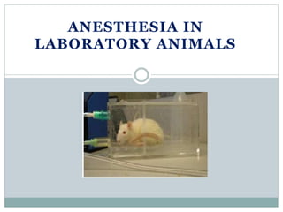 Anaesthesia in wild and laboratory animals | PPT