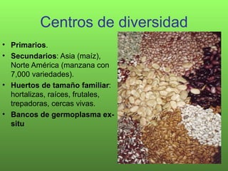 Centros de diversidad
• Primarios.
• Secundarios: Asia (maíz),
  Norte América (manzana con
  7,000 variedades).
• Huertos...