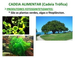 CADEIA ALIMENTAR (Cadeia Trófica) 
PRODUTORES FOTOSSINTETIZANTES: 
* São as plantas verdes, algas e fitoplâncton. 
 