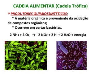 CADEIA ALIMENTAR (Cadeia Trófica) 
PRODUTORES QUIMIOSSINTÉTICOS: 
* A matéria orgânica é proveniente da oxidação 
de compostos orgânicos; 
* Ocorrem em certas bactérias. 
2 NH3 + 3 O2 → 2 NO2 + 2 H+ + 2 H2O + energia 
 