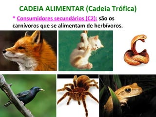 CADEIA ALIMENTAR (Cadeia Trófica) 
* Consumidores secundários (C2): são os 
carnívoros que se alimentam de herbívoros. 
 