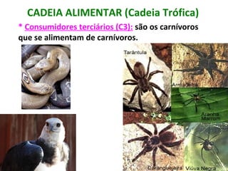 CADEIA ALIMENTAR (Cadeia Trófica) 
* Consumidores terciários (C3): são os carnívoros 
que se alimentam de carnívoros. 
 
