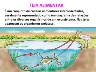 TEIA ALIMENTAR 
É um conjunto de cadeias alimentares interconectadas, 
geralmente representado como um diagrama das relações 
entre os diversos organismos de um ecossistema. Nas teias 
aparecem os organismos onívoros. 
 