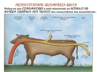 PRODUTIVIDADE SECUNDÁRIA BRUTA 
Refere-se aos consumidores e está relacionado ao acúmulo de 
matéria orgânica nos tecidos dos consumidores dos ecossistemas. 
 