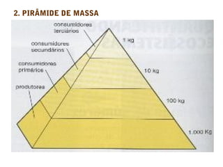 2. PIRÂMIDE DE MASSA 
 