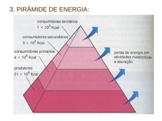 3. PIRÂMIDE DE ENERGIA: 
 