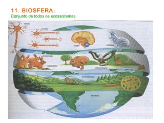 11. BIOSFERA: 
Conjunto de todos os ecossistemas. 
 
