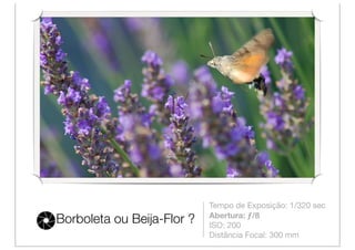 Tempo de Exposição: 1/320 sec
                            Abertura: ƒ/8
Borboleta ou Beija-Flor ?   ISO: 200
                            Distância Focal: 300 mm
 