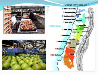 Zonas vitivinícolas