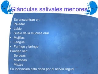 Glándulas salivales menores Se encuentran en: Paladar Labio  Suelo de la mucosa oral Mejillas Lengua Farínge y larínge Pueden ser : Serosas Mucosas Mixtas Su inervación esta dada por el nervio lingual 