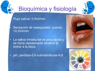 Bioquímica y fisiología Flujo salival: 0.5ml/min Sensación de resequedad: cuando <0.2ml/min La saliva intraductal es poco ácida y se torna rápidamente alcalina al entrar a la boca. pH: parótida-5.8 submandibular-6.6 