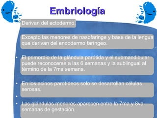 Embriología   Derivan del ectodermo. Excepto las menores de nasofaringe y base de la lengua que derivan del endodermo faríngeo. El primordio de la glándula parótida y el submandibular puede reconocerse a las 6 semanas y la sublingual al término de la 7ma semana. En los acinos parotídeos solo se desarrollan células serosas. Las glándulas menores aparecen entre la 7ma y 8va semanas de gestación. 