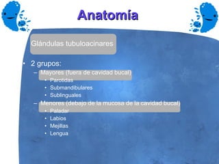 Anatomía  Glándulas tubuloacinares 2 grupos: Mayores (fuera de cavidad bucal) Parotidas Submandibulares Sublinguales Menores (debajo de la mucosa de la cavidad bucal) Paladar Labios Mejillas Lengua 