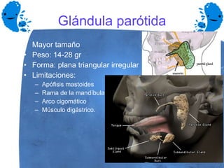 Glándula parótida Mayor tamaño Peso: 14-28 gr Forma: plana triangular irregular Limitaciones: Apófisis mastoides Rama de la mandíbula Arco cigomático Músculo digástrico. 