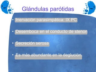 Glándulas parótidas Inervación parasimpática: IX PC Desemboca en el conducto de stenon Secreción serosa Es más abundante en la deglución. 