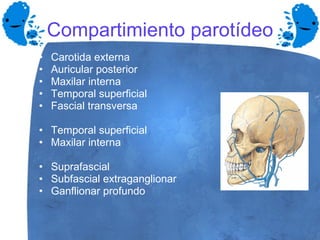 Compartimiento parotídeo Carotida externa Auricular posterior Maxilar interna Temporal superficial Fascial transversa Temporal superficial Maxilar interna Suprafascial Subfascial extraganglionar Ganflionar profundo 