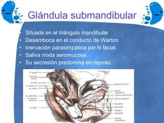 Glándula submandibular Situada en el triángulo mandibular Desemboca en el conducto de Warton Inervación parasimpática por N facial. Saliva mixta seromucosa. Su secresión predomina en reposo. 