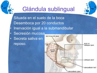 Glándula sublingual Situada en el suelo de la boca Desemboca por 20 conductos Inervación igual a la submandibular Secresión mucosa Secreta saliva en  reposo. 