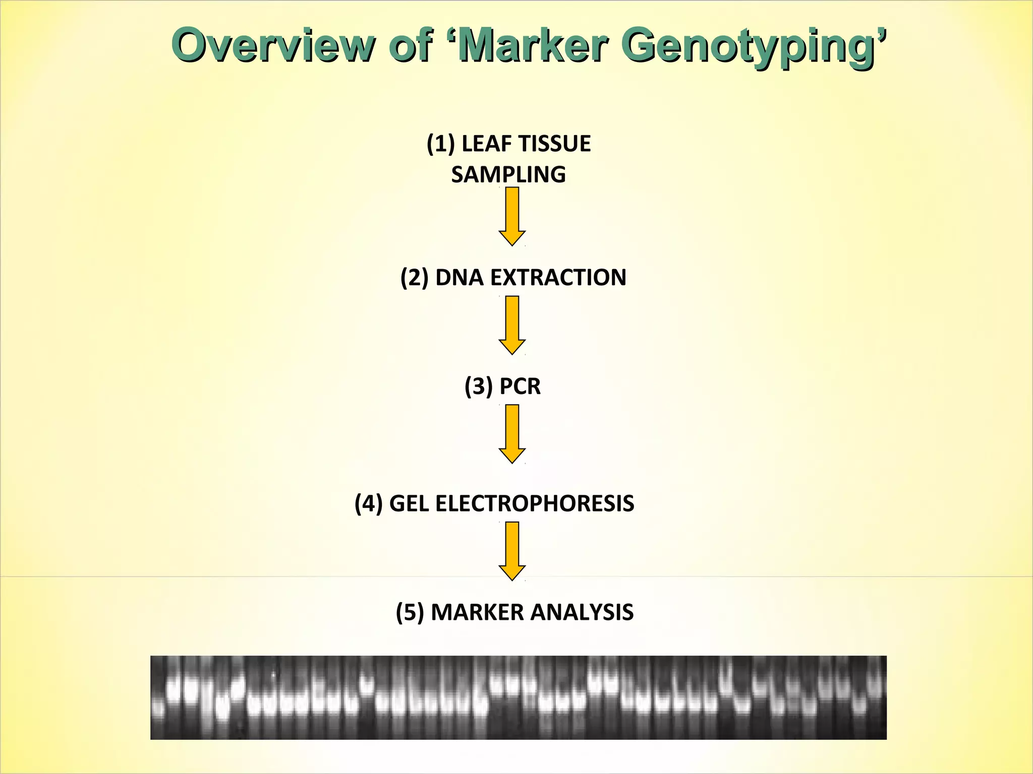 (1) LEAF TISSUE
SAMPLING
(2) DNA EXTRACTION
(3) PCR
(4) GEL ELECTROPHORESIS
(5) MARKER ANALYSIS
Overview of ‘Marker Genotyping’Overview of ‘Marker Genotyping’
 
